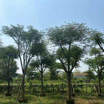出售15-25分骨架凤凰木需要老板联系