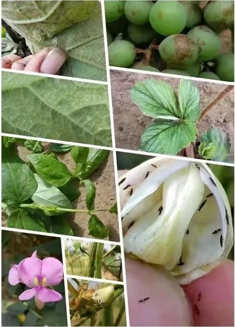 5%甲维盐蔬菜小菜蛾豆荚螟豆角茄子辣椒蓟马杀虫剂