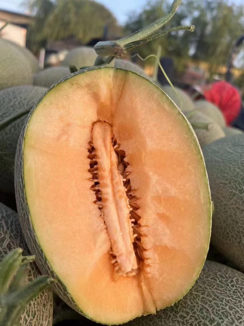 西州蜜哈密瓜
