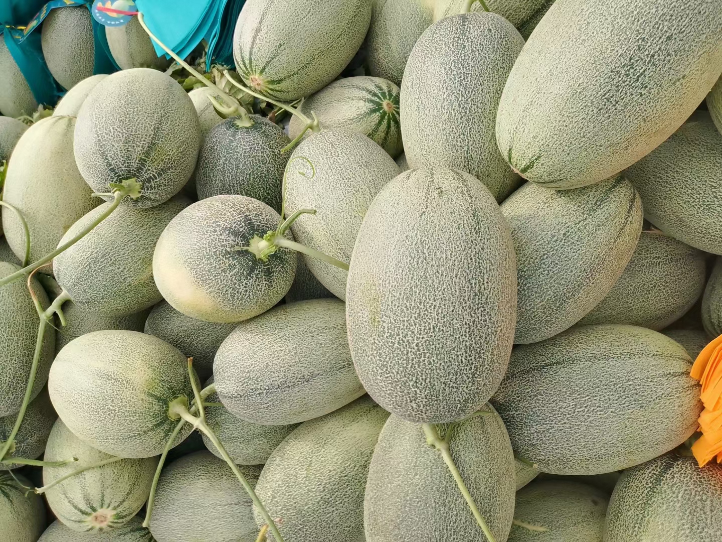 通过显微镜观察到的西州蜜瓜果肉细胞结构,呈现紧密排列与丰富的汁液囊泡,解释其多汁高甜的原因 西州蜜瓜果肉显微结构示意图