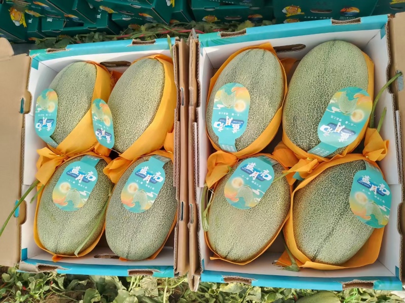 西州蜜哈密瓜