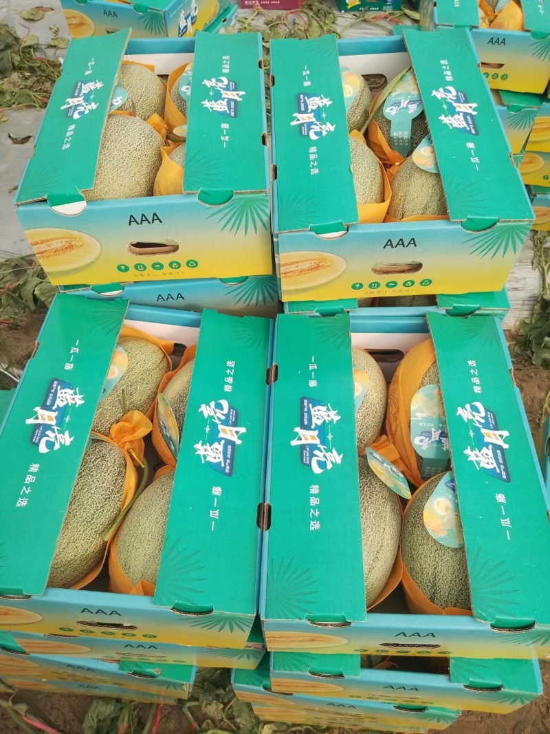 西州蜜哈密瓜