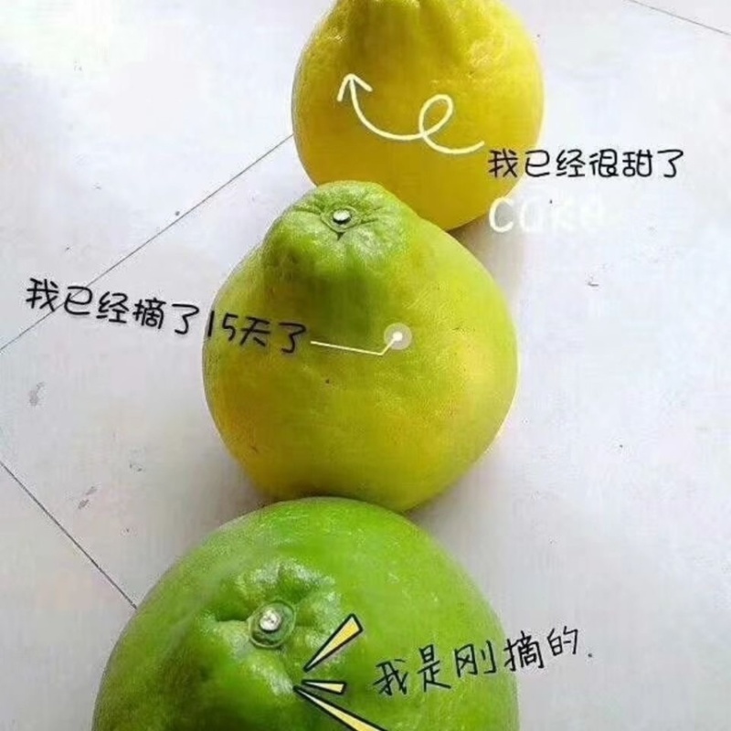 沙田柚柚子一手货源产地直发可供商超市场批发