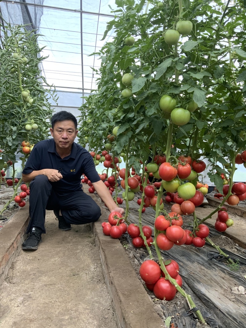 凤凰118水果西红柿（水果西红柿中的佼佼者）