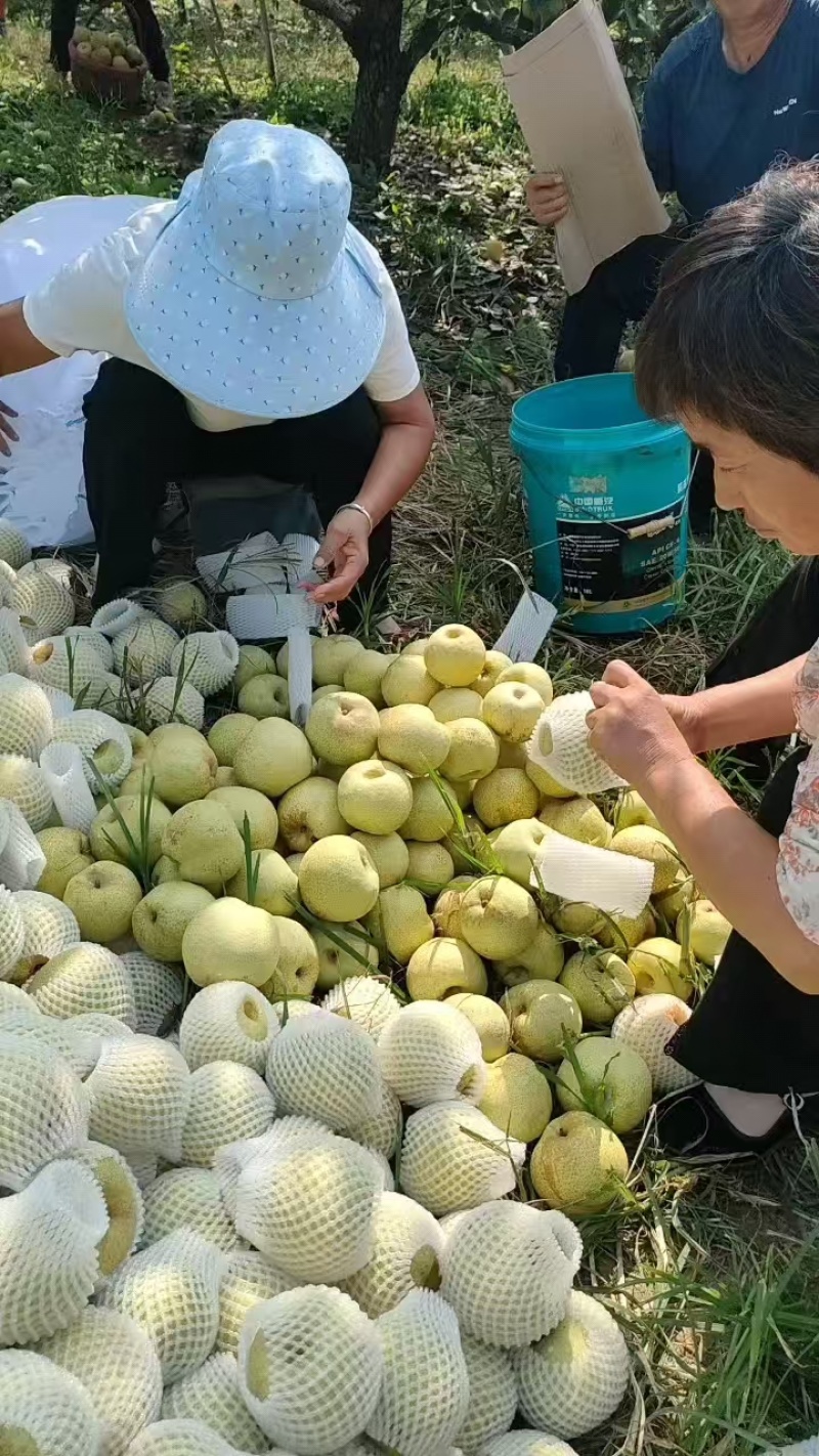 梨，酥梨产地直发对接电商平台销售各大市场