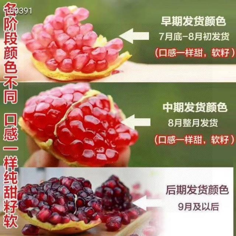 一件代发2024年新鲜四川云南突尼斯软籽石榴大果现采现发