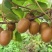 泰山一号猕猴桃大量上市新鲜采摘全天有货随到随装