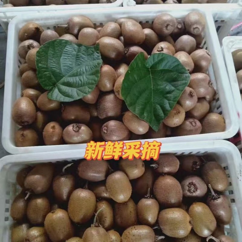 泰山一号猕猴桃大量上市新鲜采摘全天有货随到随装