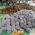 泰山一号猕猴桃大量上市新鲜采摘全天有货随到随装