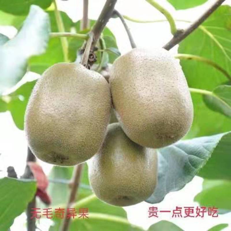 泰山一号猕猴桃大量上市新鲜采摘全天有货随到随装