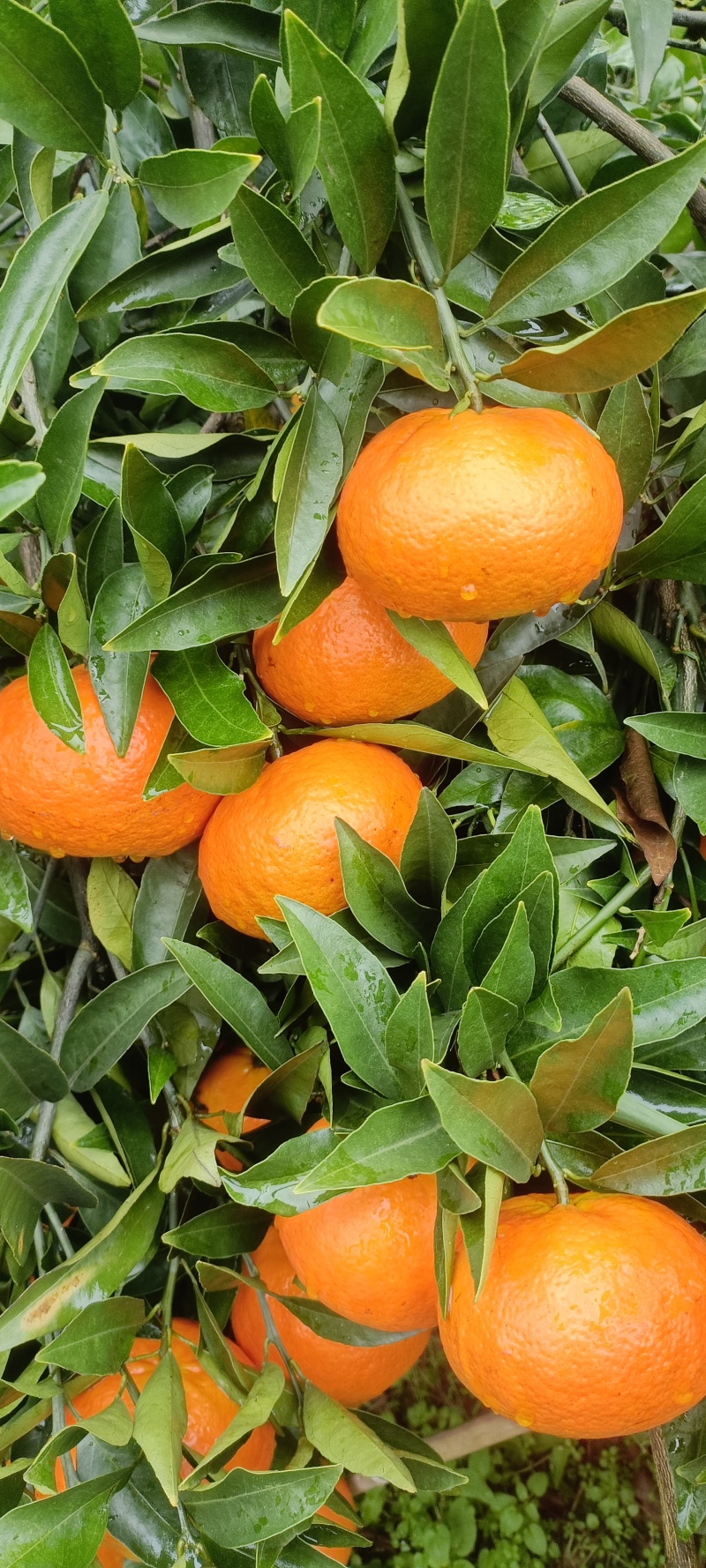 特早