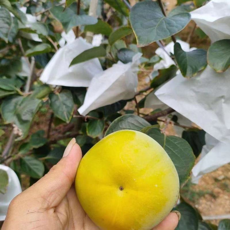 甜柿子苗2年嫁接甜柿子苗根系发达植株健壮