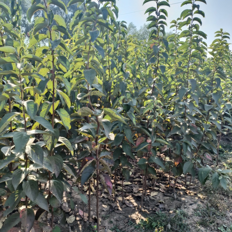 甜柿子苗2年嫁接甜柿子苗根系发达植株健壮