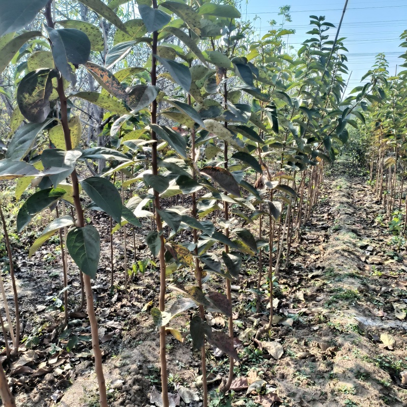 甜柿子苗2年嫁接甜柿子苗根系发达植株健壮