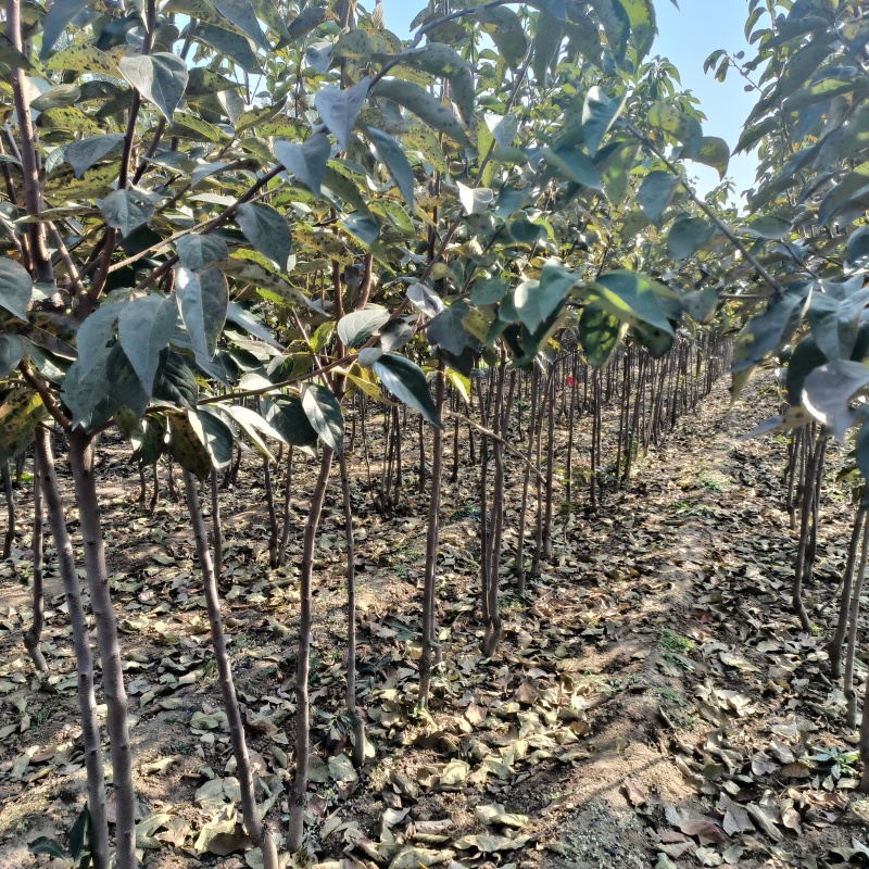 甜柿子苗2年嫁接甜柿子苗根系发达植株健壮