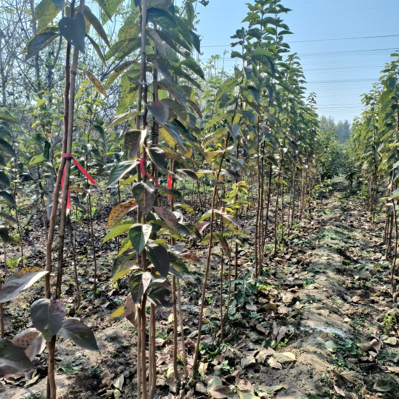 甜柿子苗2年嫁接甜柿子苗根系发达植株健壮