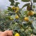 甜柿子苗2年嫁接甜柿子苗根系发达植株健壮