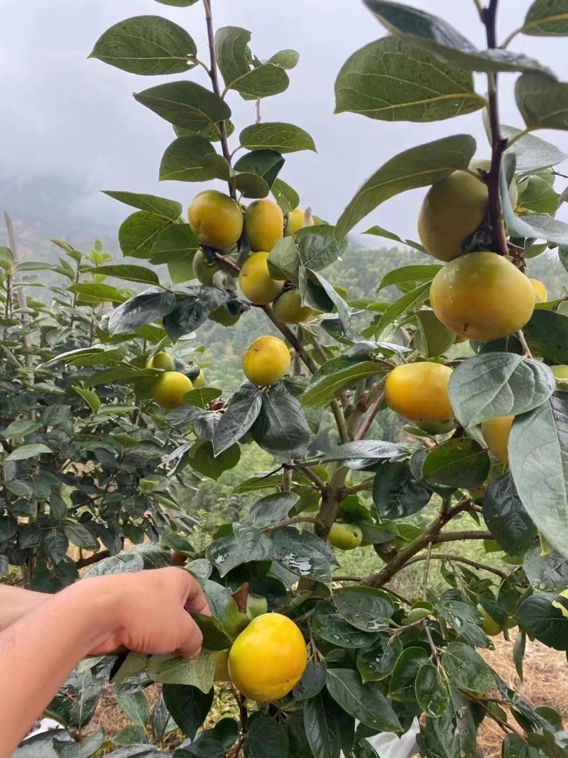 甜柿子苗2年嫁接甜柿子苗根系发达植株健壮