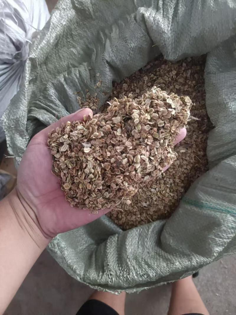 安徽亳州白芷种子保证二年产地直发提供技术指导】