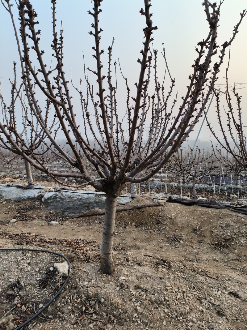 齐早樱桃吉塞拉矮化砧木嫁接4-8樱桃苗斯凯拉雷樱桃苗