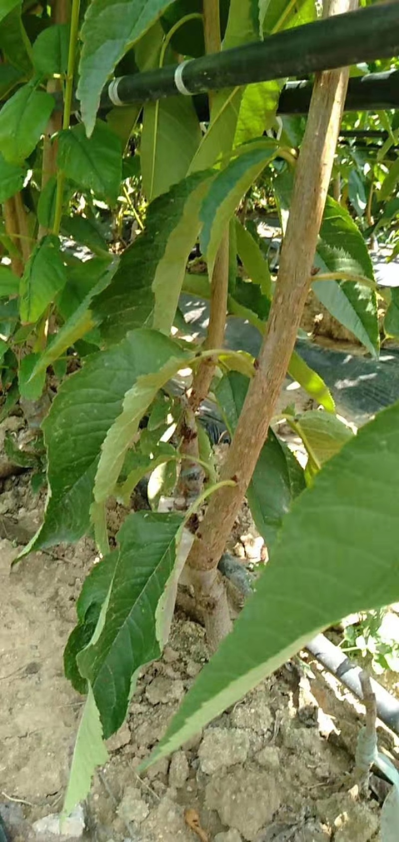 齐早樱桃吉塞拉矮化砧木嫁接4-8樱桃苗斯凯拉雷樱桃苗