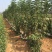 齐早樱桃吉塞拉矮化砧木嫁接4-8樱桃苗斯凯拉雷樱桃苗