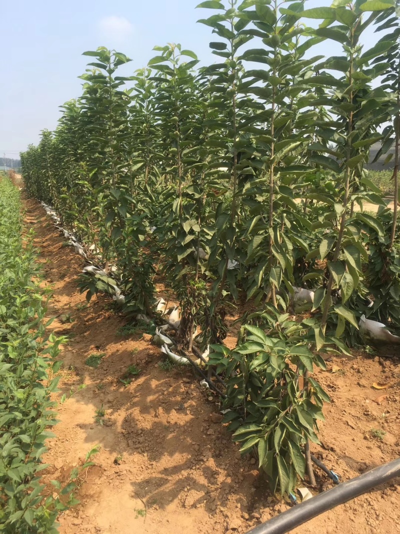 齐早樱桃吉塞拉矮化砧木嫁接4-8樱桃苗斯凯拉雷樱桃苗