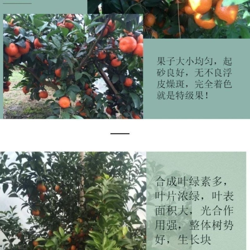惠光万帅羟烯腺嘌呤调节生长细胞分裂素花芽分化水稻小麦玉米