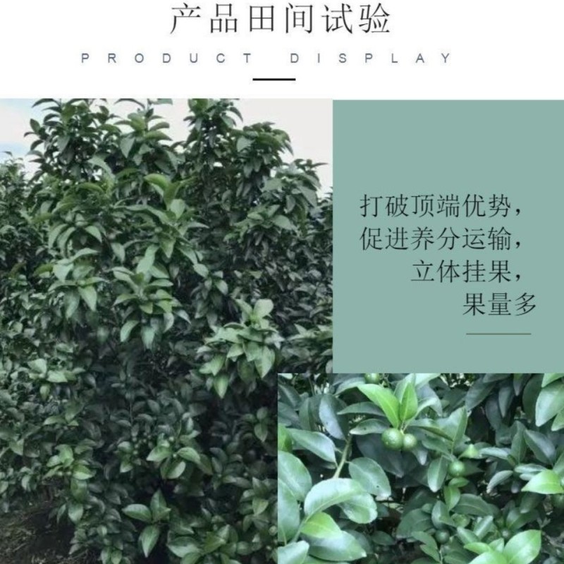 惠光万帅羟烯腺嘌呤调节生长细胞分裂素花芽分化水稻小麦玉米