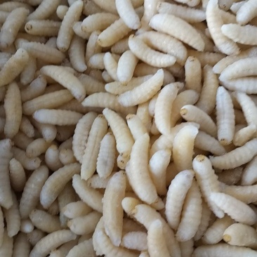蜂蛹