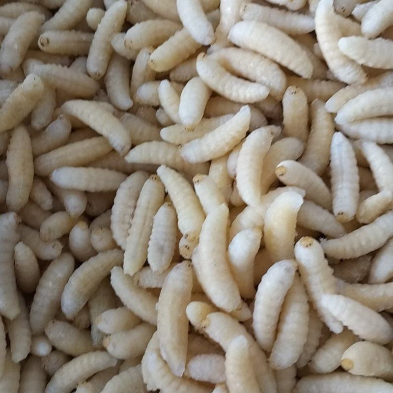 蜂蛹