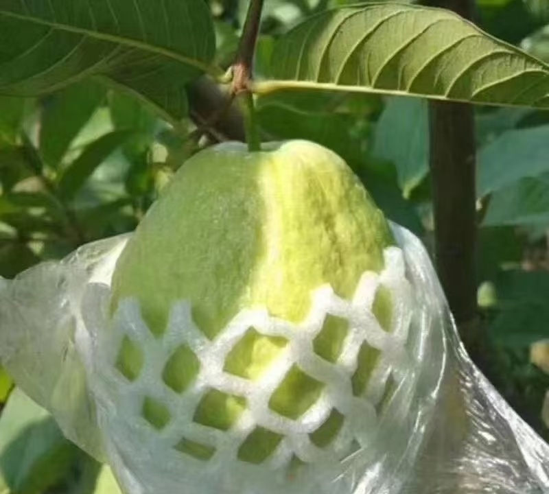 广西白心芭乐番石榴大量现货供应规格齐全，视频看货代发全国