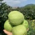 广西白心芭乐番石榴大量现货供应规格齐全，视频看货代发全国