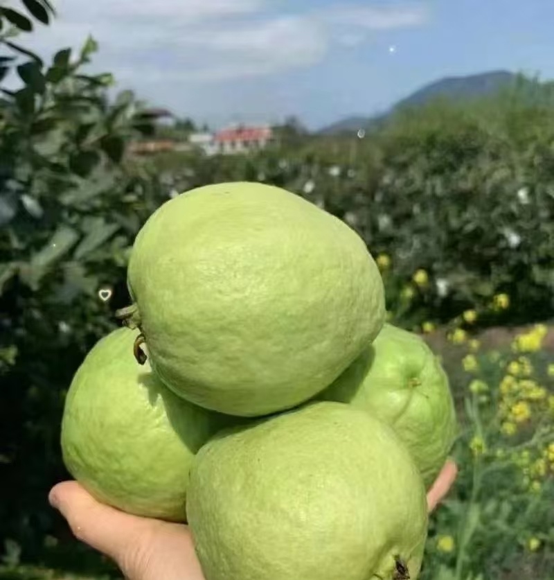 广西白心芭乐番石榴大量现货供应规格齐全，视频看货代发全国