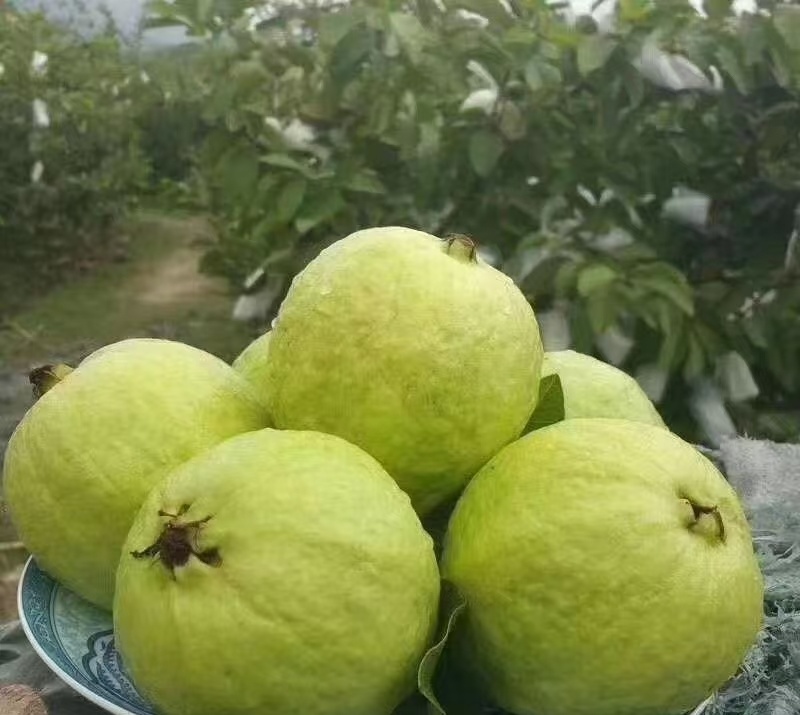 广西白心芭乐番石榴大量现货供应规格齐全，视频看货代发全国