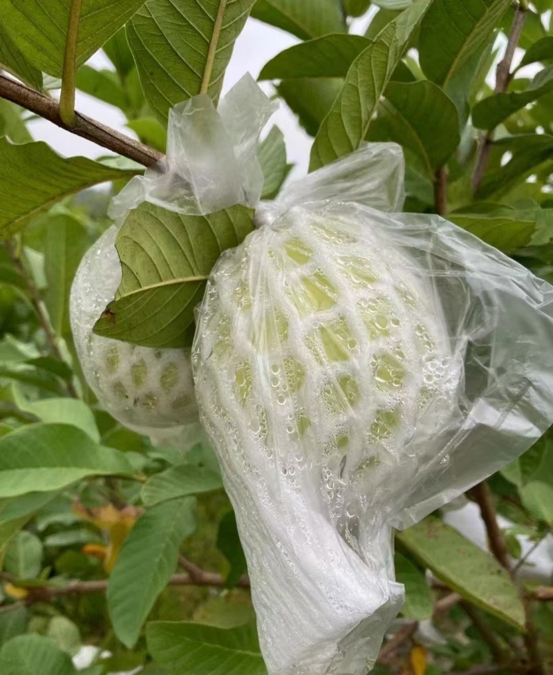 广西白心芭乐番石榴大量现货供应规格齐全，视频看货代发全国