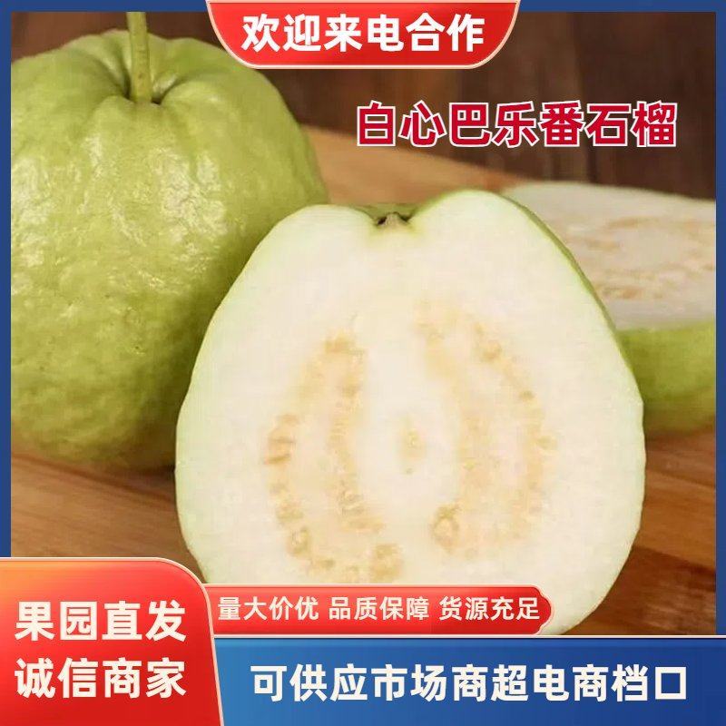 广西白心芭乐番石榴大量现货供应规格齐全，视频看货代发全国