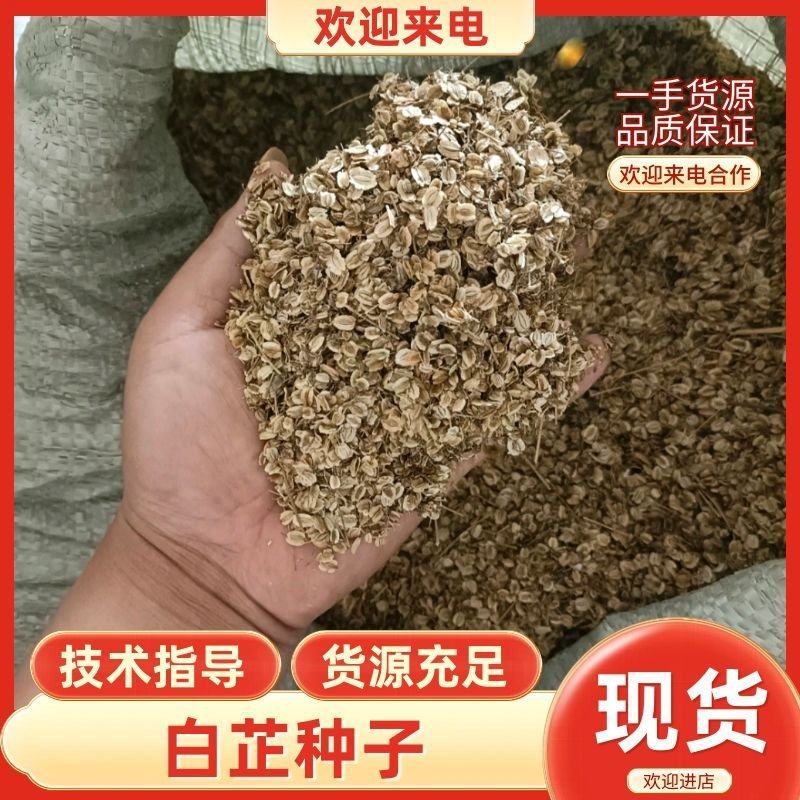 安徽亳州白芷种子保证二年产地直发提供技术指导】