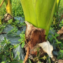 十亩荔浦香芋可以上市