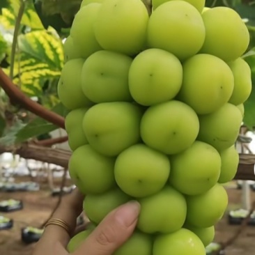 阳光玫瑰