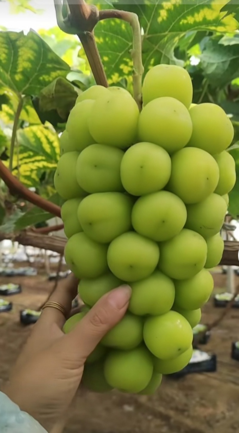 阳光玫瑰