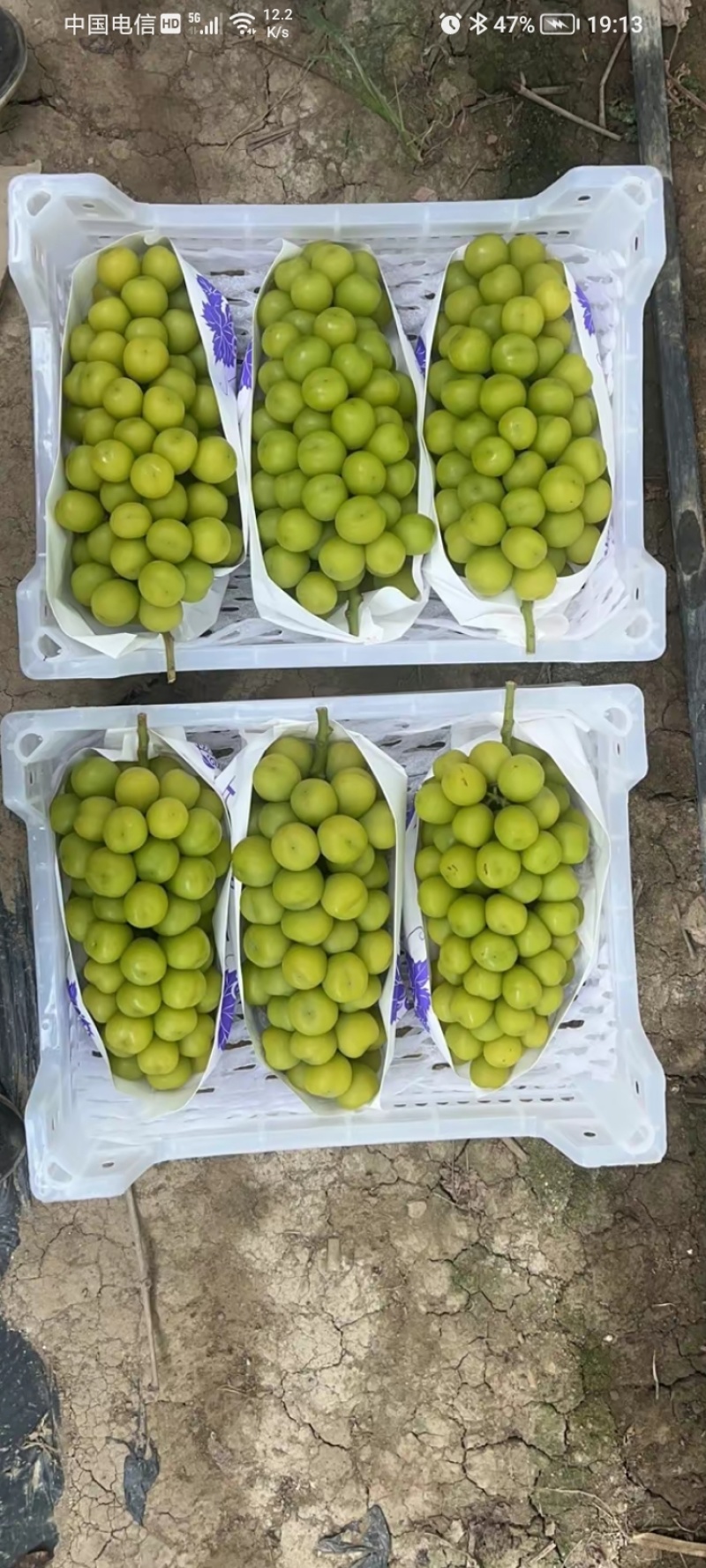 阳光玫瑰