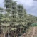 锦叶榄仁树8～15公分产地直发规格齐全质量保证