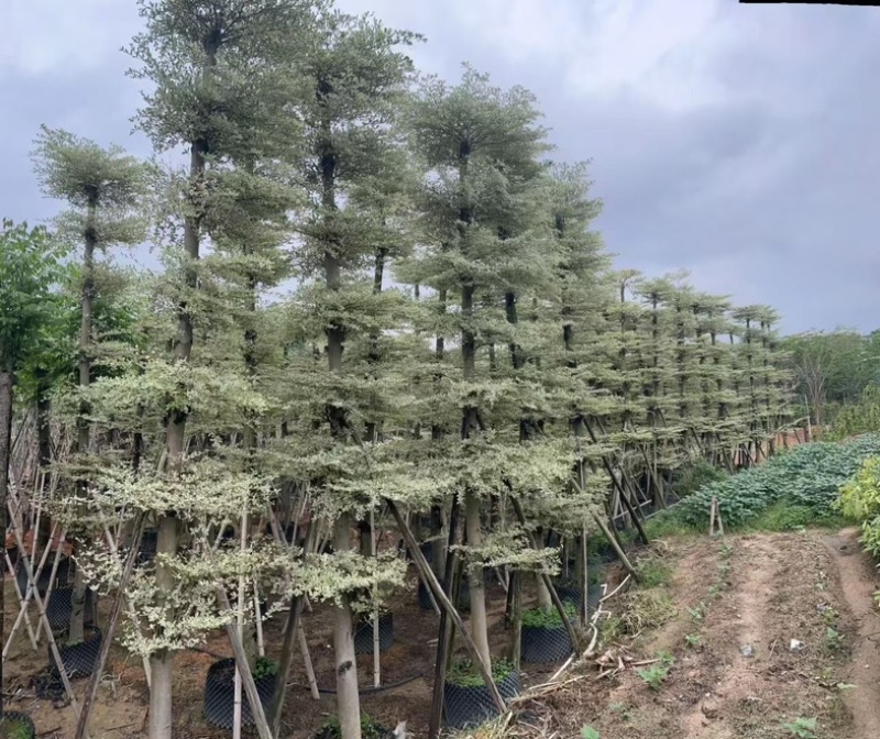 锦叶榄仁树8～15公分产地直发规格齐全质量保证