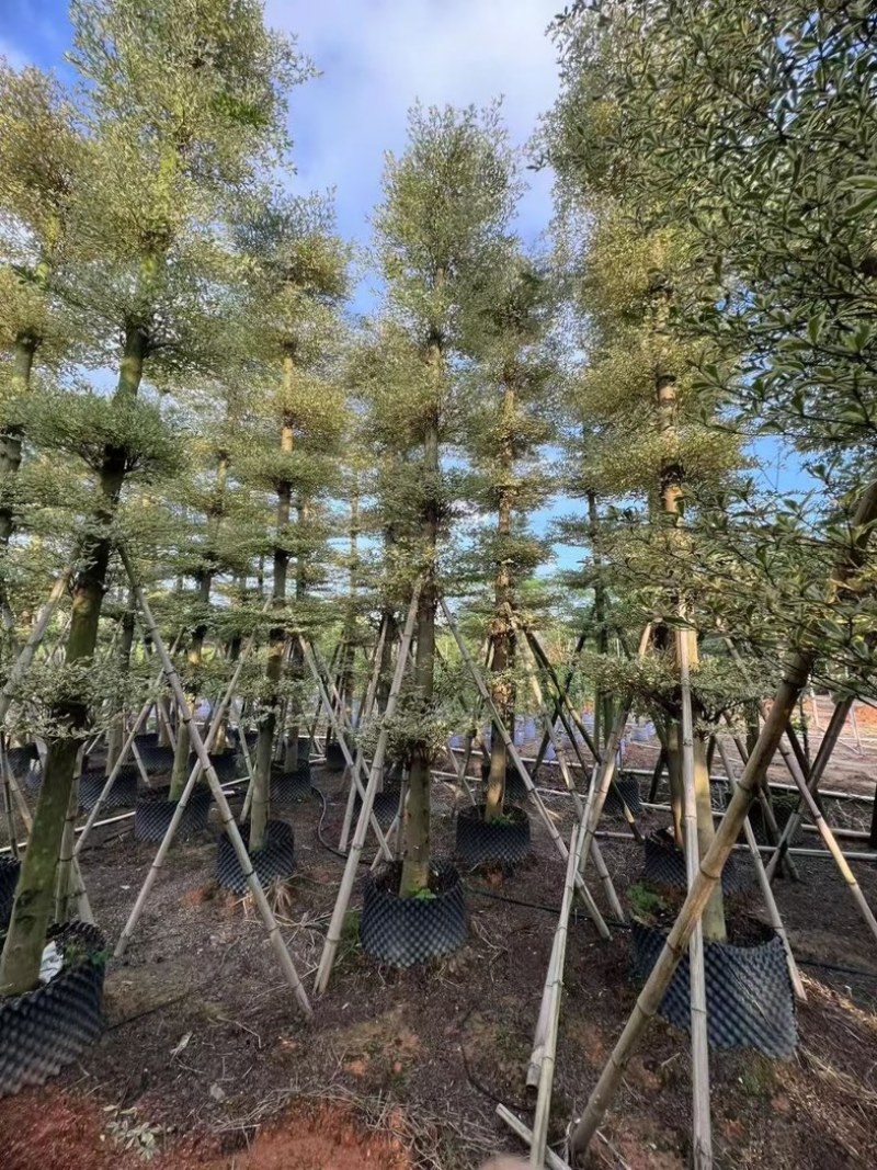锦叶榄仁树8～15公分产地直发规格齐全质量保证