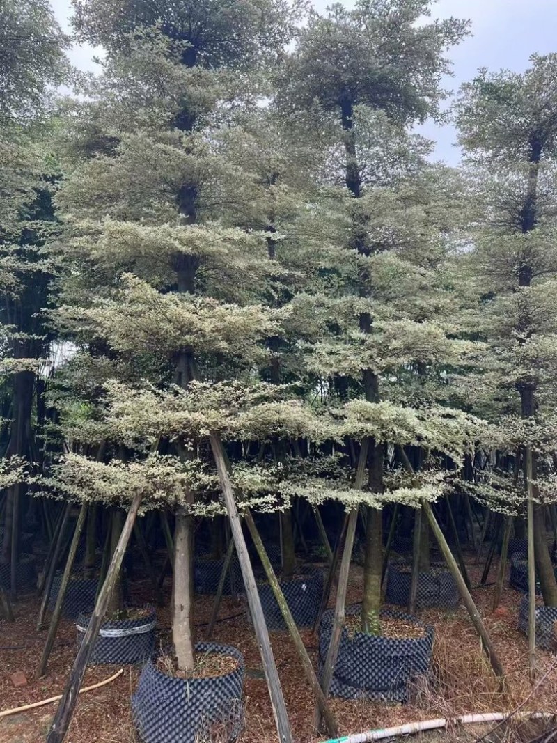 锦叶榄仁树8～15公分产地直发规格齐全质量保证