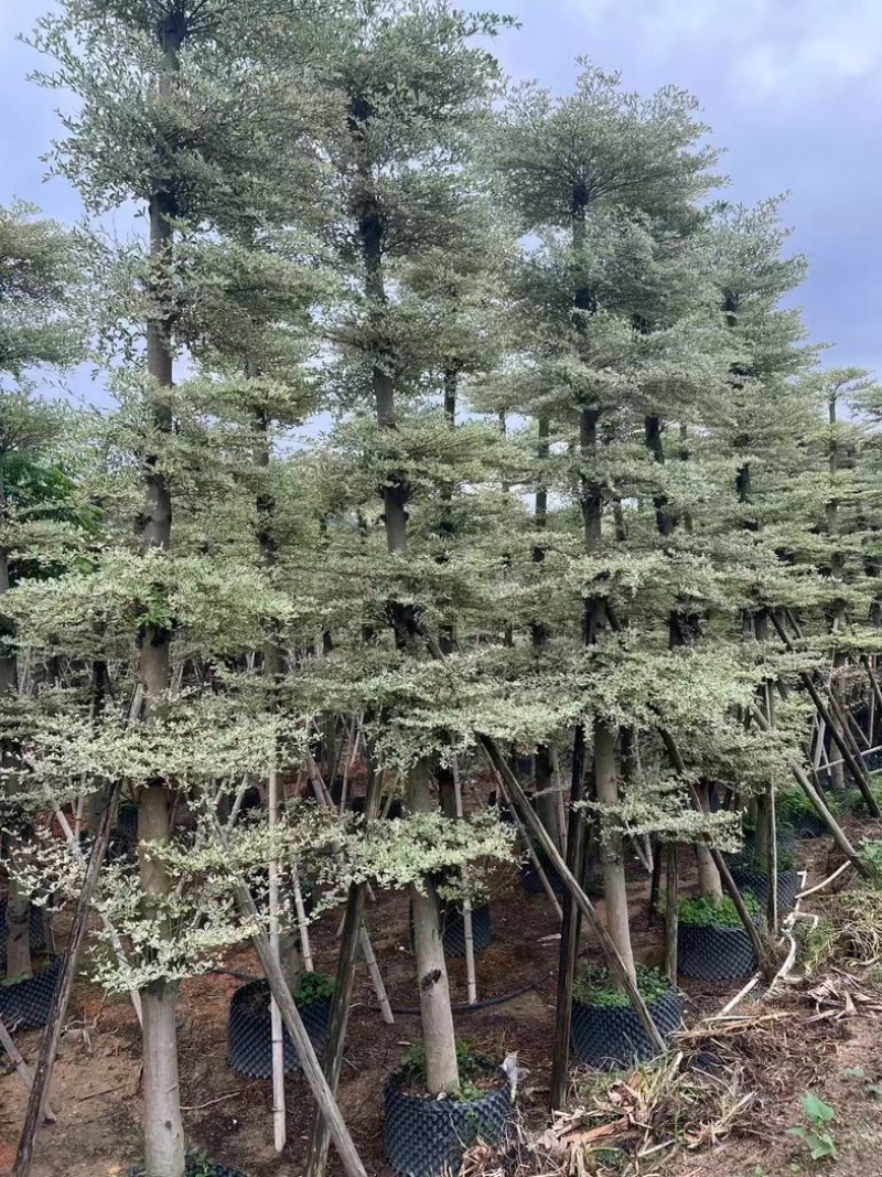 锦叶榄仁树8～15公分产地直发规格齐全质量保证