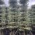 锦叶榄仁树8～15公分产地直发规格齐全质量保证