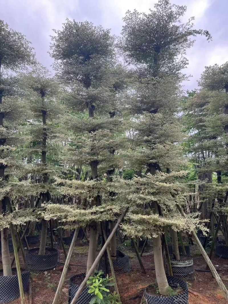 锦叶榄仁树8～15公分产地直发规格齐全质量保证