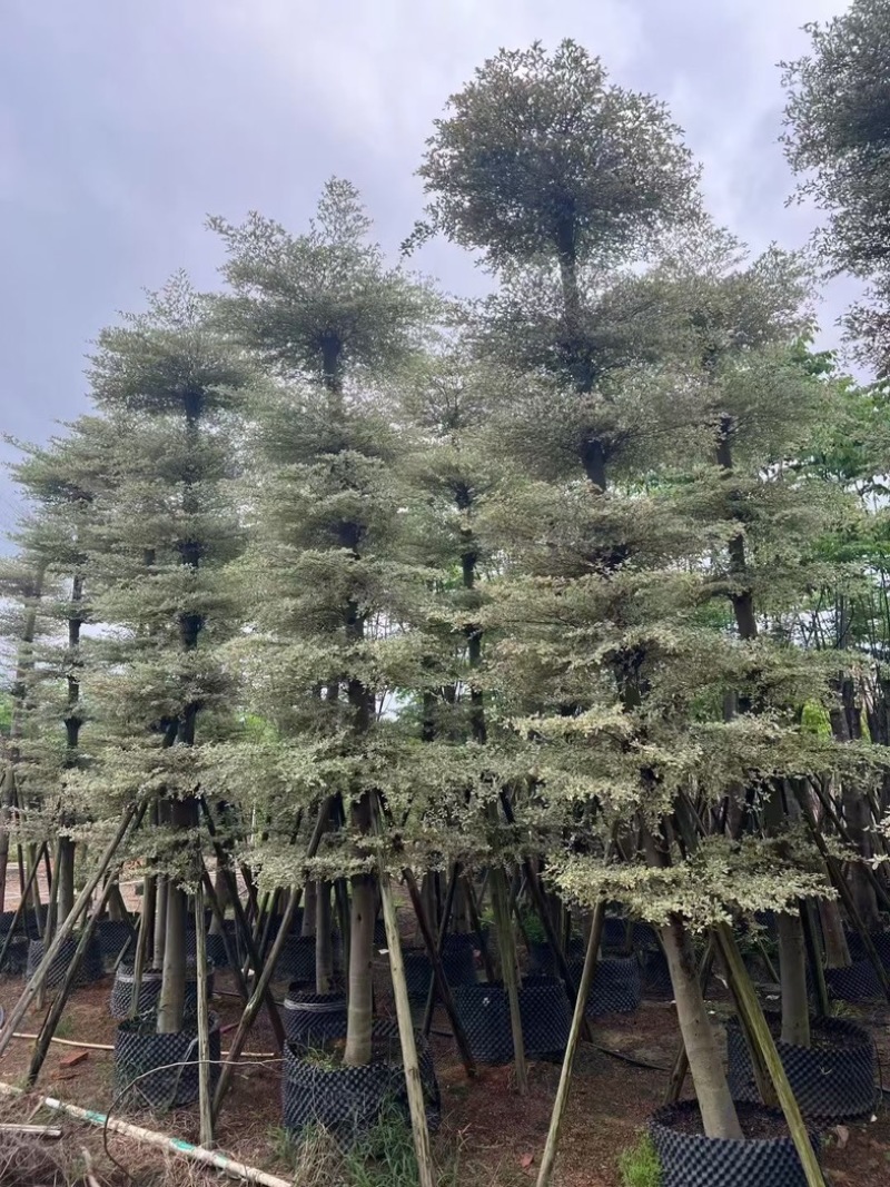 锦叶榄仁树8～15公分产地直发规格齐全质量保证